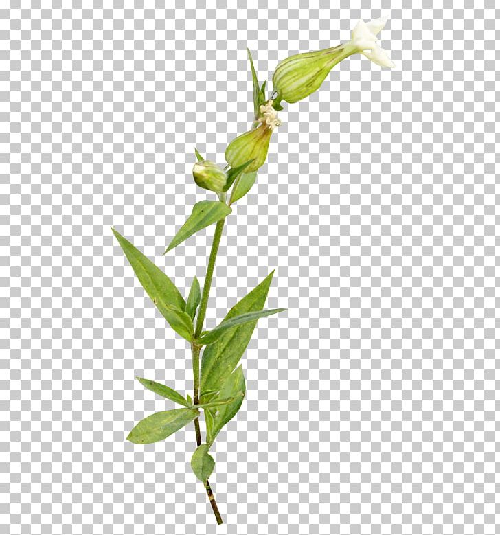 Plant Flower PNG, Clipart, Branch, Bud, Email, Flora, Flower Free PNG Download