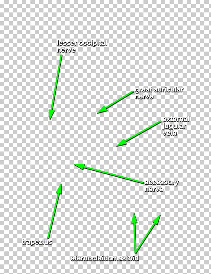 Line Green Angle PNG, Clipart, Angle, Area, Diagram, Grass, Green Free PNG Download