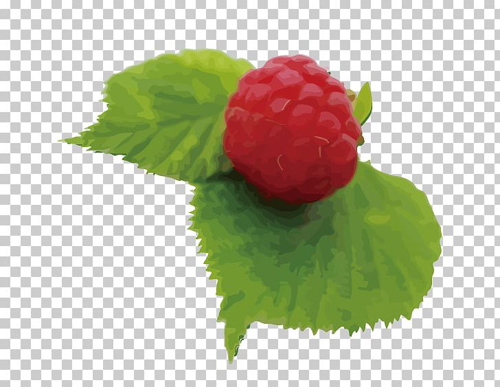 Strawberry Red Raspberry Varenye Fruit PNG, Clipart, Adobe Illustrator, Apple Fruit, Auglis, Berry, Cherry Free PNG Download