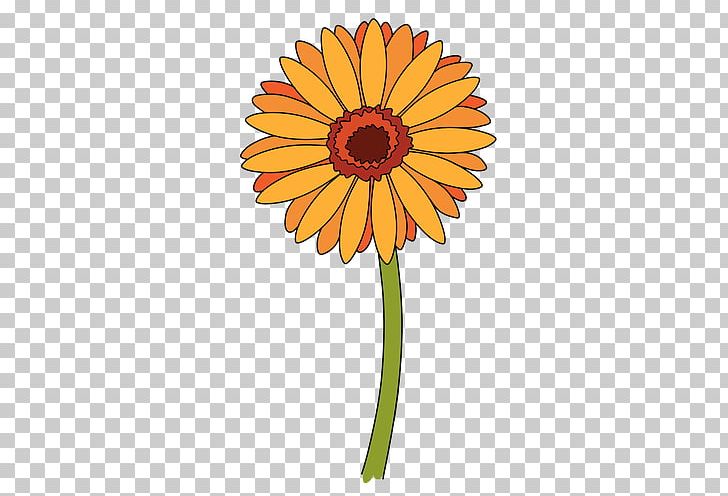 Cut Flowers Transvaal Daisy Chrysanthemum Drawing PNG, Clipart, Chrysanthemum, Chrysanths, Common Daisy, Common Sunflower, Cut Flowers Free PNG Download