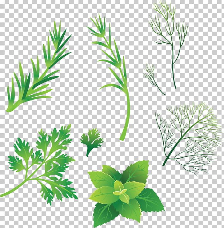 Drawing Herb PNG, Clipart, Branch, Computer Icons, Download, Drawing, Flower Free PNG Download