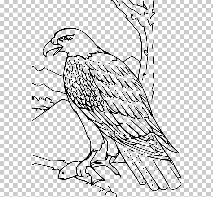 Bald Eagle Bird Coloring Book Golden Eagle PNG, Clipart, Adult, African Fish Eagle, Animals, Art, Bald Eagle Free PNG Download