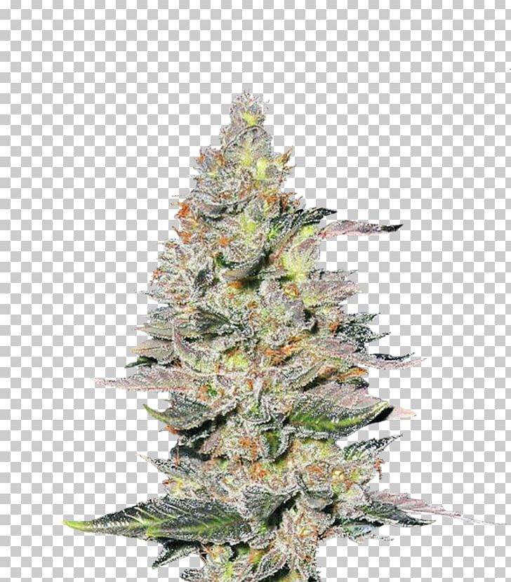 Hemp Feminized Cannabis Seed Cultivar Spruce PNG, Clipart, Auto, Cannabis, Car, Christmas Tree, Color Free PNG Download