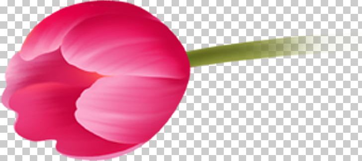 Petal Close-up Magenta Tulip PNG, Clipart, Closeup, Closeup, Flower, Flowers, Lip Free PNG Download