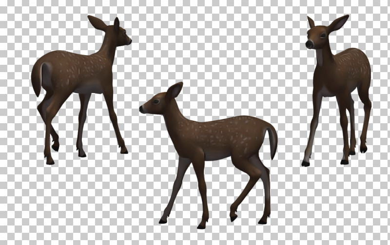 Wildlife Deer Roe Deer Chamois Animal Figure PNG, Clipart, Animal Figure, Chamois, Deer, Fawn, Musk Deer Free PNG Download