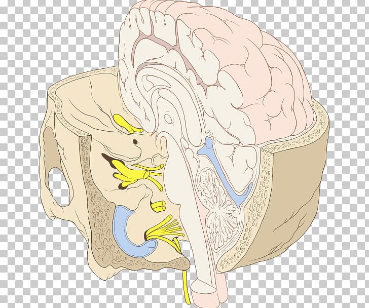 Brainstem Cranial Nerves Inner Ear Human Brain PNG, Clipart, Art, Brain, Brainstem, Cochlear Nerve, Cranial Nerves Free PNG Download