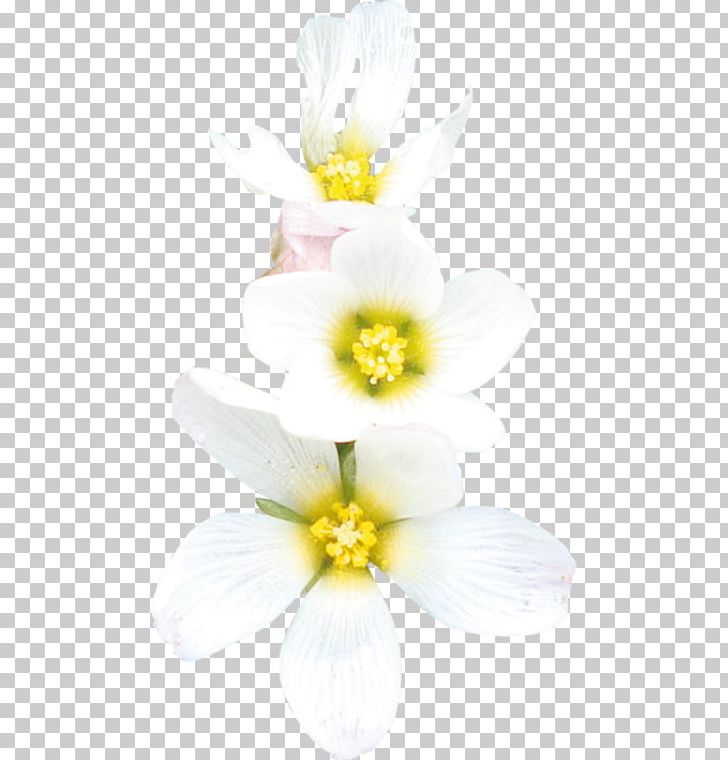 Daffodil Floristry Cut Flowers Petal PNG, Clipart, Cut Flowers, Daffodil, Floristry, Flower, Flowering Plant Free PNG Download