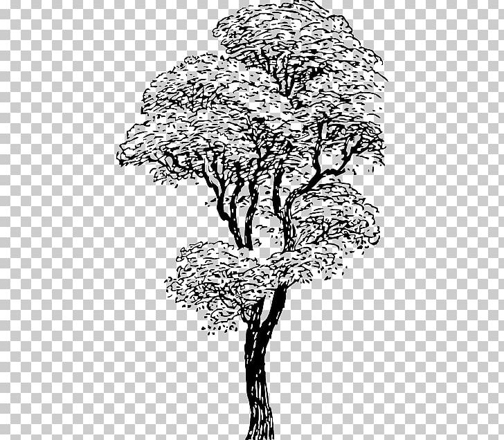 Tree Drawing PNG, Clipart, Area, Art, Black And White, Branch, Drawing Free PNG Download