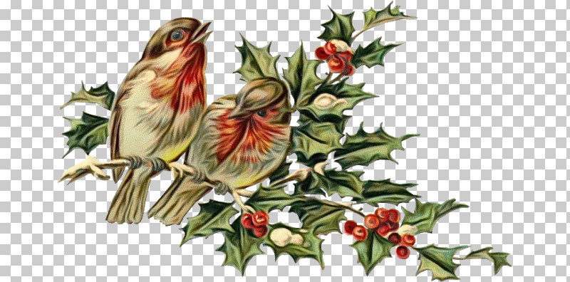 Holly PNG, Clipart, Bird, Finch, Flower, Holly, Paint Free PNG Download