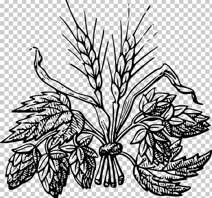 Beer Bottle Hops Barley Drawing PNG, Clipart, Artwork, Beer, Beer Brewing Grains Malts, Branch, Cereal Free PNG Download