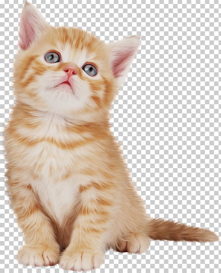 British Semi-longhair American Wirehair Kitten Animal Domestic Short-haired Cat PNG, Clipart, American Wirehair, Animal, Animals, British Semi Longhair, British Semilonghair Free PNG Download