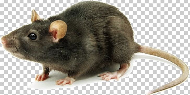 Fancy Mouse Rodent Brown Rat Black Rat PNG, Clipart, Black Rat, Brown Rat, Cat, Dormouse, Fancy Mouse Free PNG Download