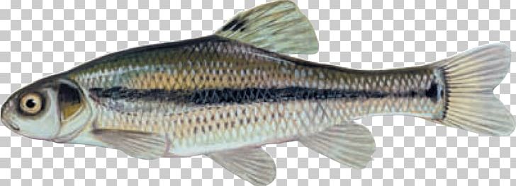 Fathead Minnow Bluntnose Minnow Freshwater Fish PNG, Clipart, Animal Figure, Bait Fish, Bony Fish, Carp, Common Rudd Free PNG Download