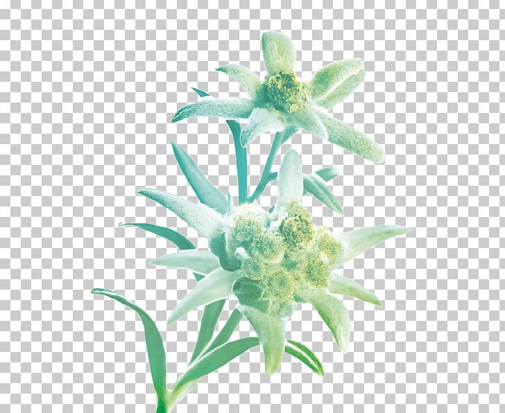 Leontopodium Nivale Petal Flower Plant Symbolism Edelweiss PNG, Clipart, Common Daisy, Edelweiss, Flower, Flowering Plant, Himalaya Drug Company Free PNG Download