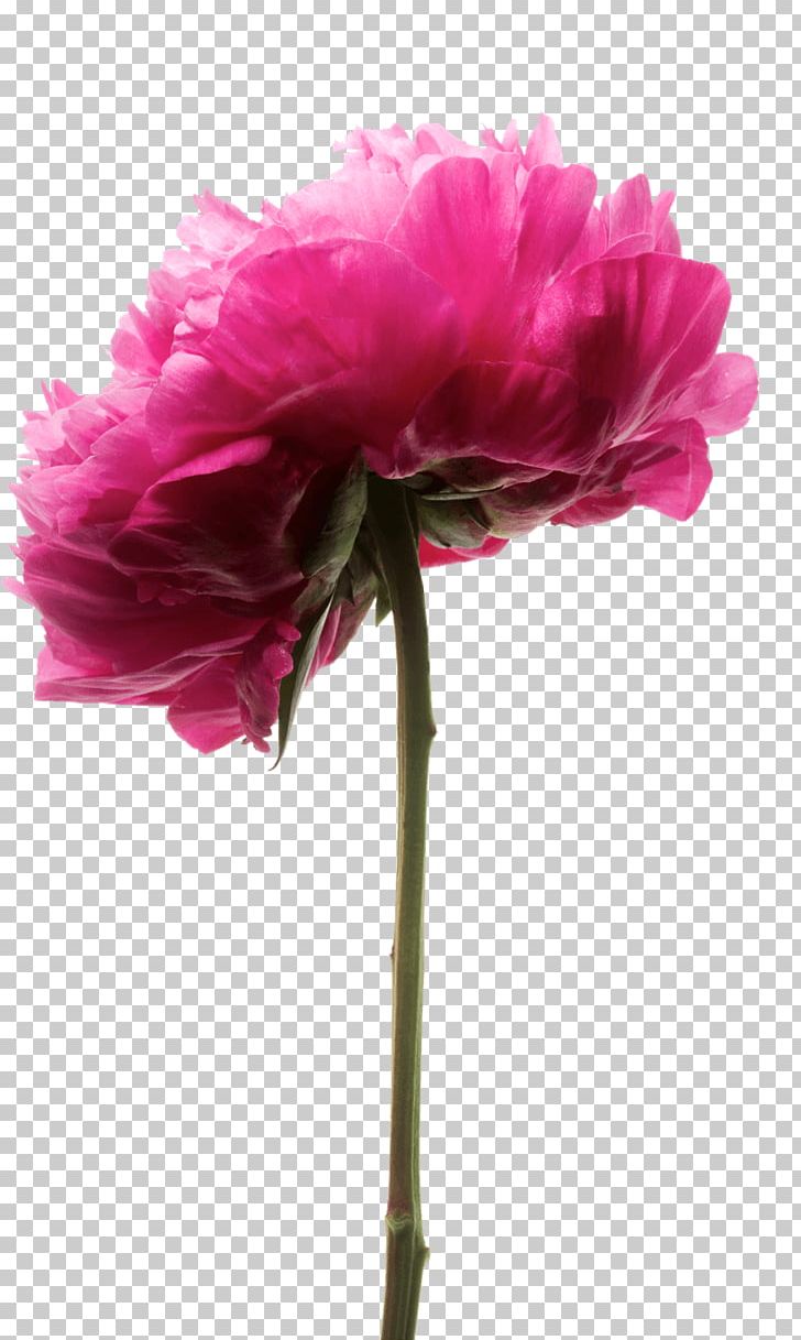 My Peony Society Cut Flowers Herbaceous Plant Petal PNG, Clipart, Annual Plant, Carnation, Cut Flowers, Dianthus, Floristry Free PNG Download