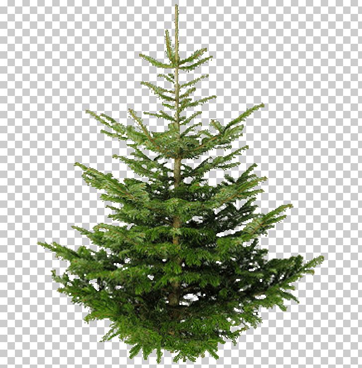 Portable Network Graphics Tree Fir PNG, Clipart, Christmas Decoration, Christmas Ornament, Christmas Tree, Clipping Path, Conifer Free PNG Download