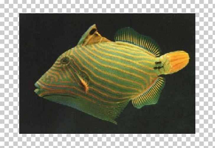 Orange-lined Triggerfish Lagoon Triggerfish Clown Triggerfish Angelfish PNG, Clipart, Angelfish, Animals, Aquarium, Balistapus, Clown Triggerfish Free PNG Download