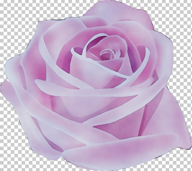 Garden Roses PNG, Clipart, Camellia, Cut Flowers, Floribunda, Flower, Garden Roses Free PNG Download