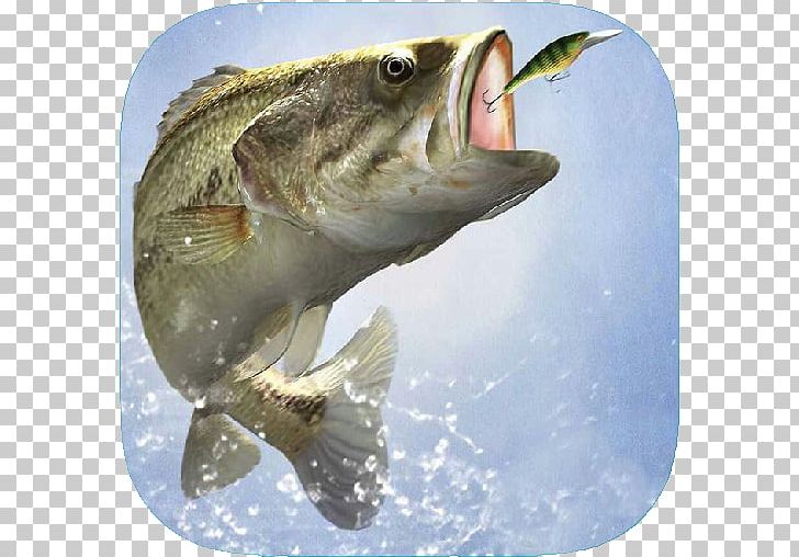 Bass Fishing Fly Fishing Fishing Rods Fishing Baits & Lures PNG, Clipart, Barramundi, Bass, Bass Fishing, Bassmaster Classic, Bony Fish Free PNG Download