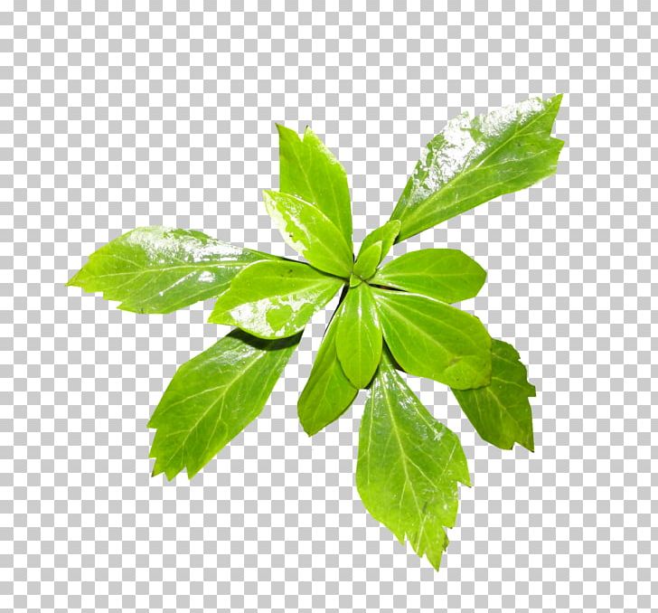 Leaf Plant Stem Tree Aquatic Plants PNG, Clipart, 9 January, Aquatic Plants, Flower, Green Leaf, Herb Free PNG Download