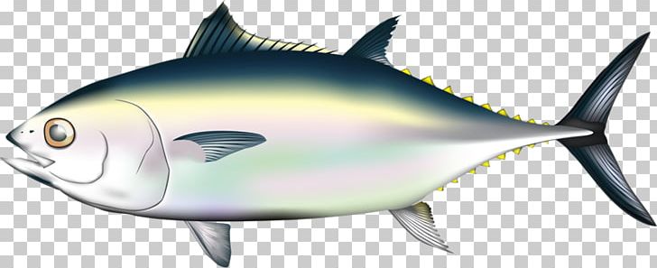 Pacific Bluefin Tuna Fish Migration Illustration PNG, Clipart, Animals, Aquarium Fish, Body, Body Parts, Bony Fish Free PNG Download