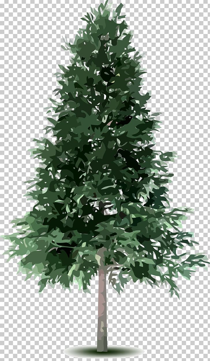 Tree Fir Conifers Spruce PNG, Clipart, Branch, Christmas Decoration, Christmas Ornament, Christmas Tree, Conifer Free PNG Download