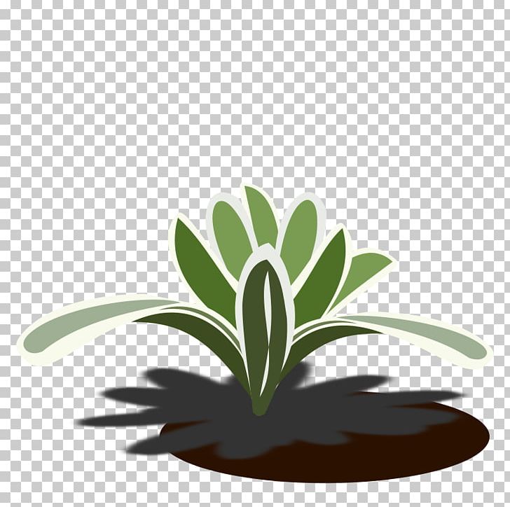 Bromelia Drawing Plant PNG, Clipart, 114, 236, Bromelia, Bromeliad, Bromeliads Free PNG Download