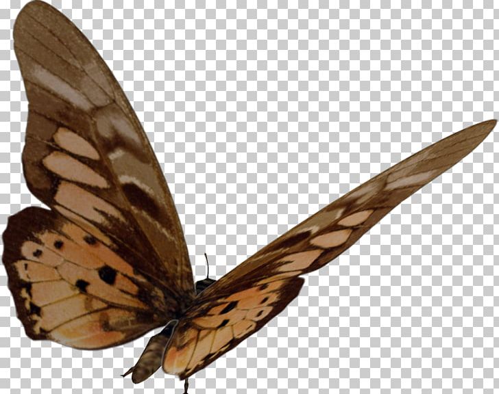Brush-footed Butterflies Gossamer-winged Butterflies Moth Butterfly PNG, Clipart, Arthropod, Brush Footed Butterflies, Brush Footed Butterfly, Butterfly, Butterfly Butterfly Free PNG Download