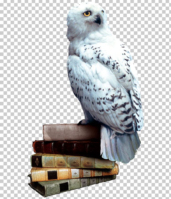 Harry Potter And The Philosopher's Stone Owl Harry Potter And The Chamber Of Secrets Ron Weasley PNG, Clipart, Beak, Bird, Bird Of Prey, Comic, Falcon Free PNG Download