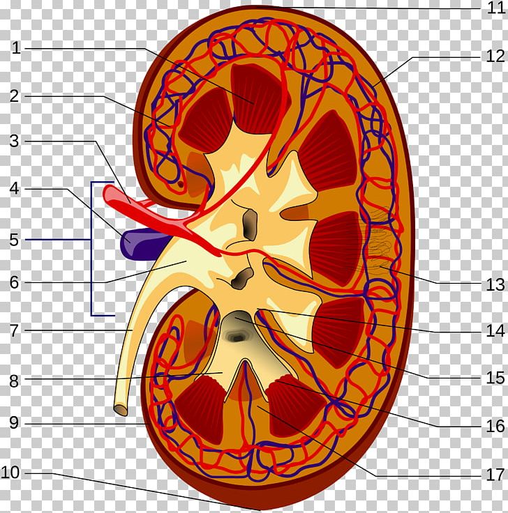 Kidney Renal Hilum Renal Pelvis Renal Artery Renal Capsule PNG, Clipart, Area, Art, Circle, Hilum, Interlobar Arteries Free PNG Download