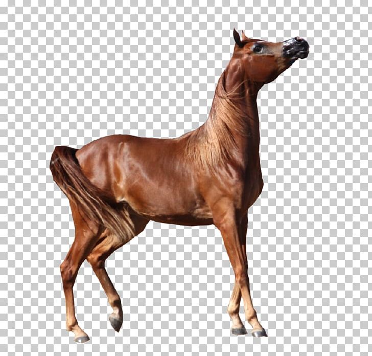 Arabian Horse Appaloosa Andalusian Horse Bay PNG, Clipart, Andalusian Horse, Animal Figure, Appaloosa, Arabian Horse, Art Free PNG Download