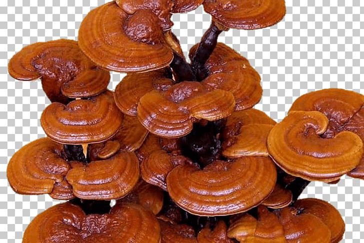 Dietary Supplement Lingzhi Mushroom Fungus Medicinal Fungi PNG, Clipart, Dietary Supplement, Dxn, Edible Mushroom, Fungus, Ganoderma Free PNG Download