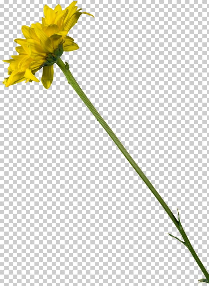 Dandelion Cut Flowers Plant Stem PNG, Clipart, Cut Flowers, Daisy Family, Dandelion, Flora, Flower Free PNG Download