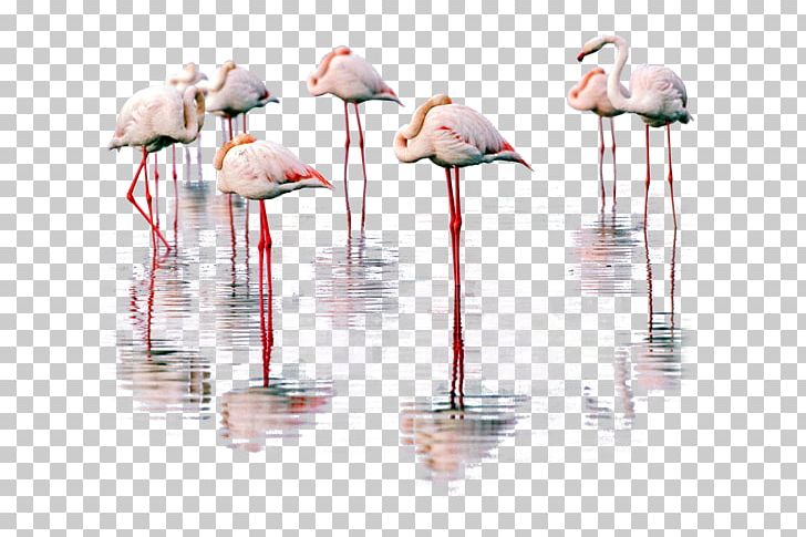 Water Bird Greater Flamingo PNG, Clipart, Animal, Animals, Bird, Flamingo, Flamingos Free PNG Download