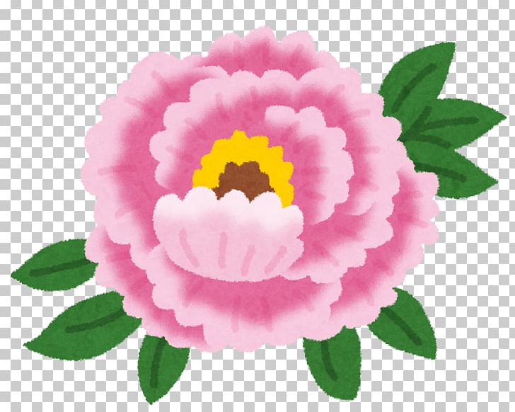 Moutan Peony 七十二候 Higan Japan PNG, Clipart, Annual Plant, Botan, Culture Of Japan, Flower, Flowering Plant Free PNG Download
