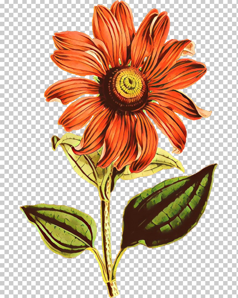 Sunflower PNG, Clipart, Flower, Gazania, Gerbera, Herbaceous Plant, Petal Free PNG Download