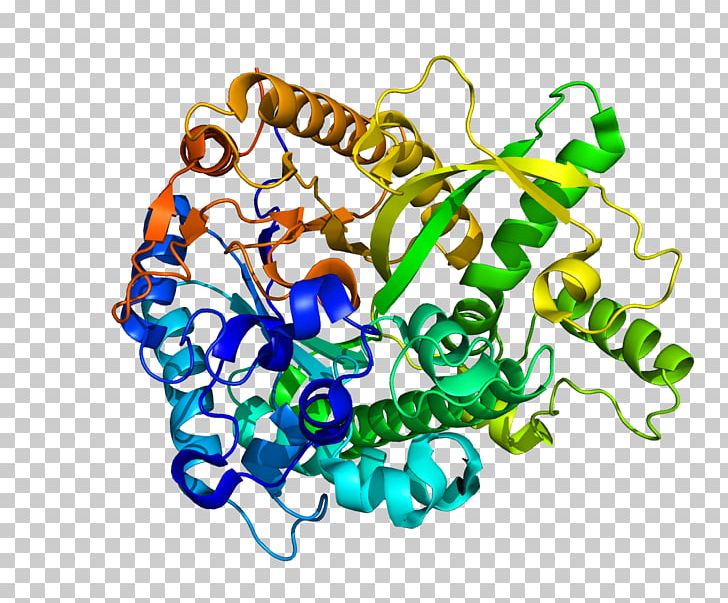 Klotho Alpha-L-fucosidase Glycan Protein Enzyme PNG, Clipart, 2 E, Area, Art, Artwork, Betaglucosidase Free PNG Download