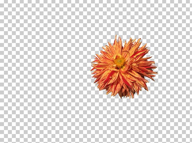 Flower Dahlia PNG, Clipart, Blossom, Chrysanths, Cut Flowers, Dahlia, Daisy Family Free PNG Download