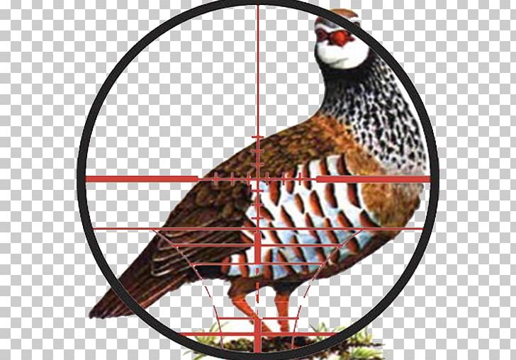 Sub Terra Partridge Hunting Phasianidae PNG, Clipart, Android, Apk, Beak, Biggame Hunting, Bird Free PNG Download