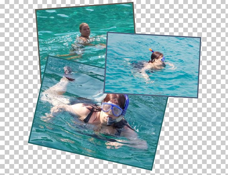 Swimming Pool Water Leisure Marine Mammal PNG, Clipart, Aqua, Leisure, Mammal, Marine Mammal, Recreation Free PNG Download
