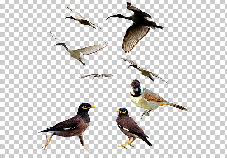 Bird CmapTools Hunting Vertebrate Gun PNG, Clipart, Acridotheres, Air Gun, Animal, Animals, Balta Free PNG Download