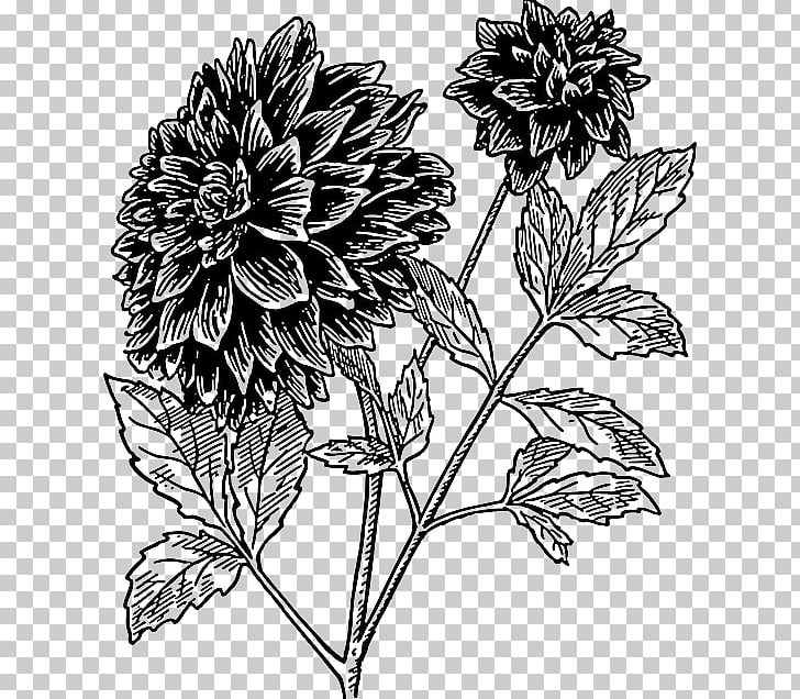 Dahlia Flower Drawing PNG, Clipart, Art, Black And White, Chrysanths, Color, Dahlia Free PNG Download