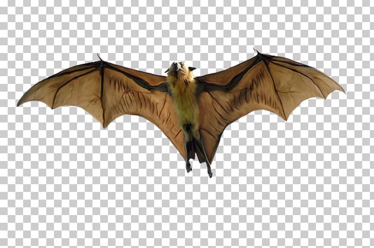 Indian Flying Fox Large Flying Fox Black Flying Fox Megabat PNG, Clipart, Animal, Animals, Bat, Black Flying Fox, Flying Foxes Free PNG Download