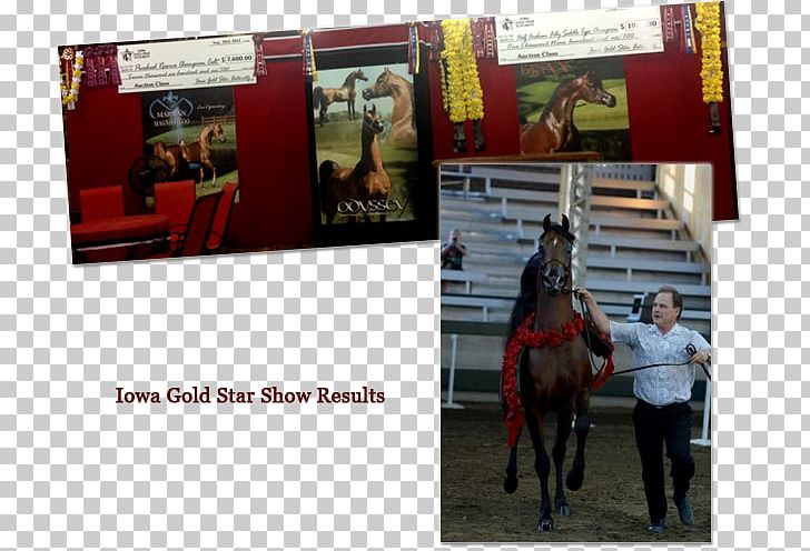 Scottsdale Arabian Horse Show Stallion Shada Inc PNG, Clipart, Advertising, Arabian Horse, Arabian Peninsula, Autumn, Brand Free PNG Download