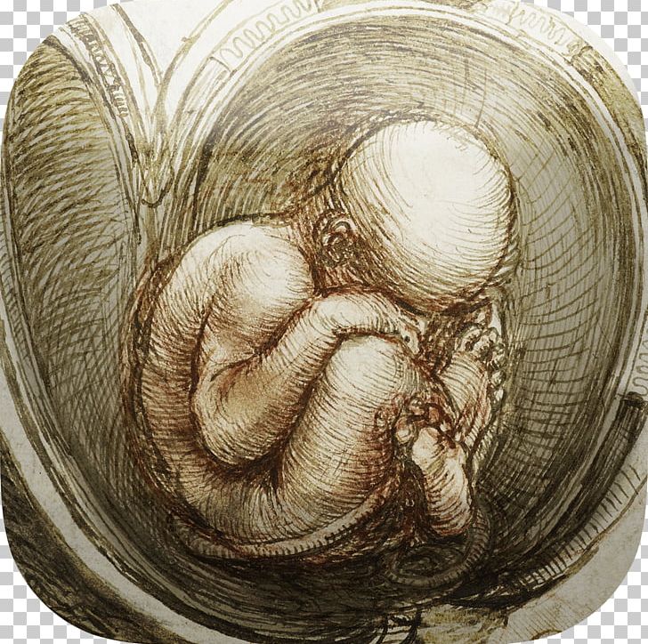 Vitruvian Man Studies Of The Fetus In The Womb Renaissance Anatomical Drawings Anatomy PNG, Clipart,  Free PNG Download