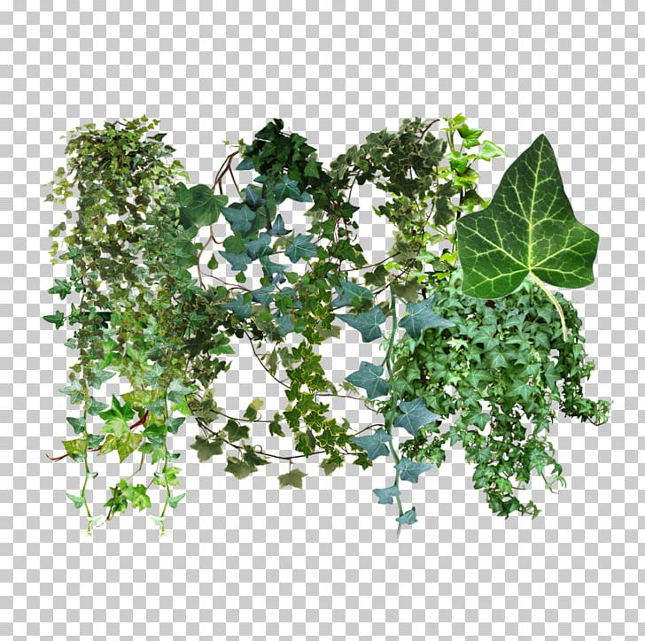 Common Ivy Hedera Canariensis Dragon Tree Plant Vine PNG, Clipart, Aloe Vera, Araliaceae, Common Ivy, Dracaena, Dragon Tree Free PNG Download