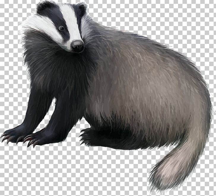 European Badger Honey Badger PNG, Clipart, Animal, Animals, Badger, Beaver, Carnivoran Free PNG Download