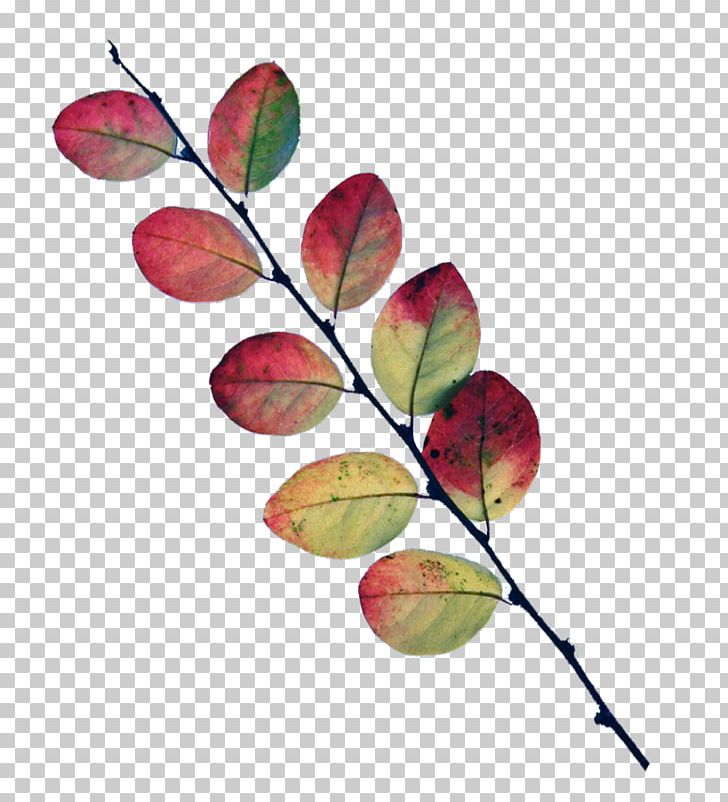 Leaf Twig Tree Petal Plant PNG, Clipart, Autumn Leaves, Branch, Branching, Fruit, Leaf Free PNG Download