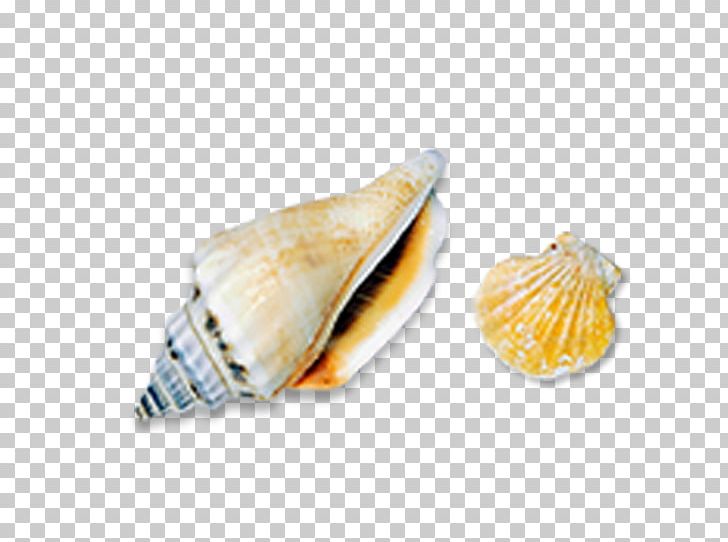 Seashell Sea Snail Conch Icon PNG, Clipart, Beach, Cockle, Conch, Conchology, Egg Shell Free PNG Download