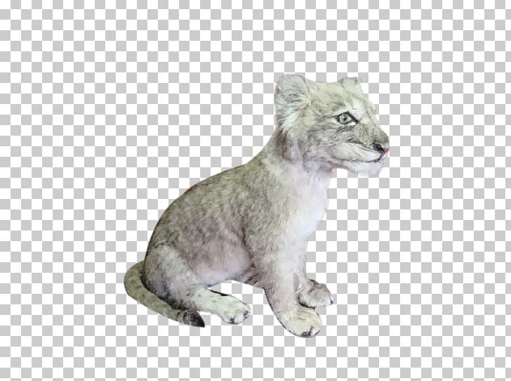 Lion Cougar Big Cat Fur PNG, Clipart, Animal Figure, Animals, Basket, Big Cat, Big Cats Free PNG Download